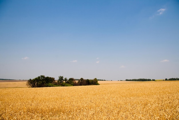 Charkiw Ukraine Goldener Weizen reift in einem landwirtschaftlichen Bereich, in dem Getreide geerntet wird Goldenes Korn Körner