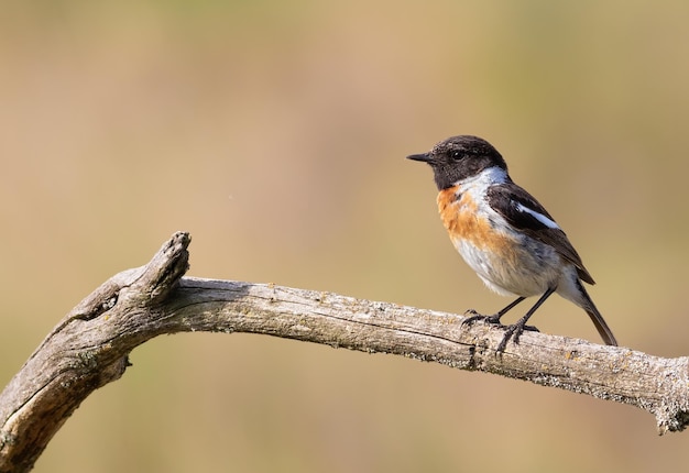 Charla europea Saxicola rubicola El macho se sienta en una rama seca