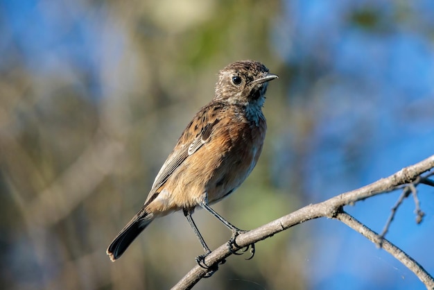 Charla europea Saxicola rubicola