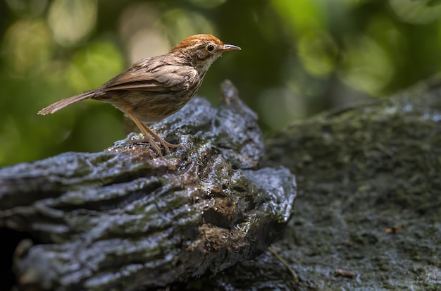 Foto el charlatán puffthroated o el charlatán manchado donde se posan en registro tailandia