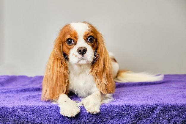 Charles king spaniel de charme encontra-se em uma colcha em um fundo cinza