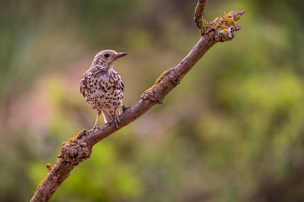 Charlo Drossel oder Turdus viscivorus Vogel der Ordnung Passeriformes