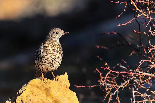 Charlo Drossel oder Turdus viscivorus Vogel der Ordnung Passeriformes