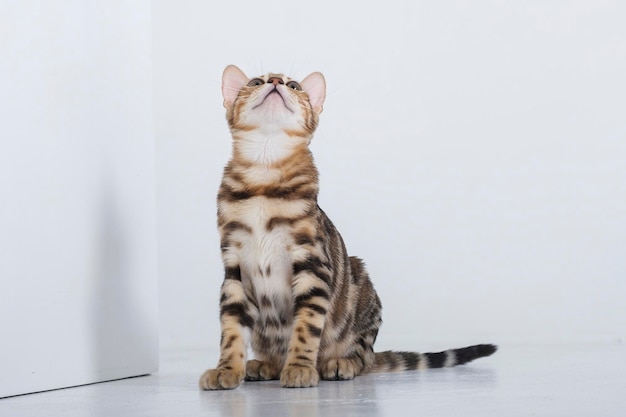 charmante Bengal-Katze posiert in einem Fotostudio