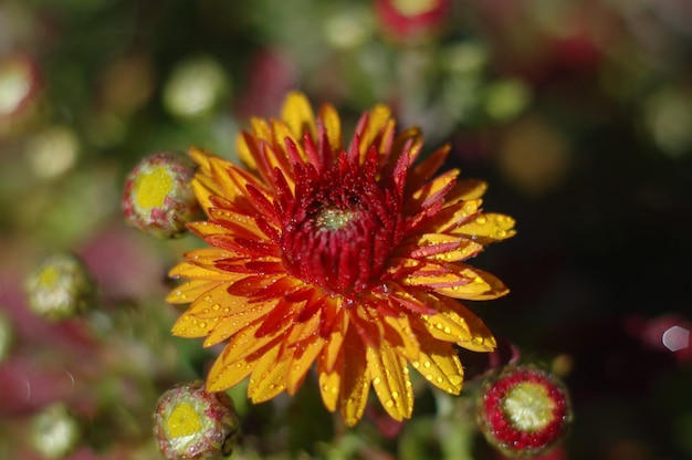 Charmante Chrysantheme, Herbstzeit.