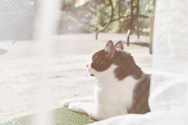 Charmante friedliche schwarz-weiße Katze, die sich vor der Haustür in der Sonne sonnt. Blick durch den Tüll