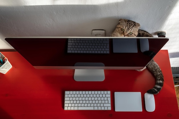 Charmante Katze versteckte sich hinter dem Computer auf dem Desktop, wo sich das Tastatur-Touchpad und die Maus befinden