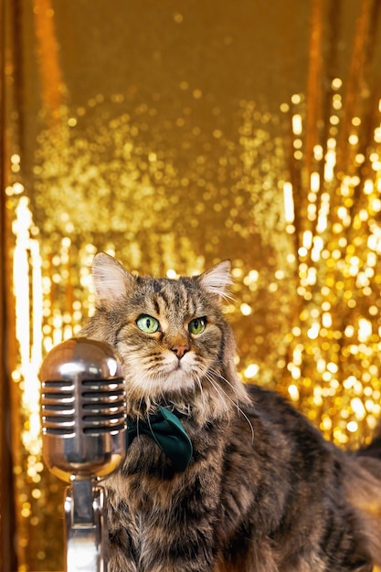 Charmante, neugierige Katze, die sich vorbeugt, um ein Vintage-Mikrofon zu inspizieren