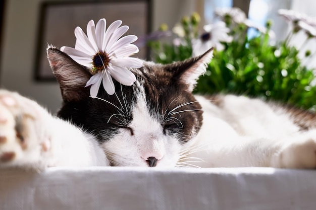 Charmante schwarze und weiße Katze mit rosa Gänseblümchen auf dem Kopf Frühlingsferien Sonnenlicht Lustige Katzen