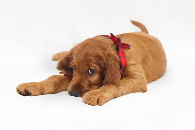 Charmanter Irish Red Setter Welpe von brauner Farbe auf weißem Hintergrund