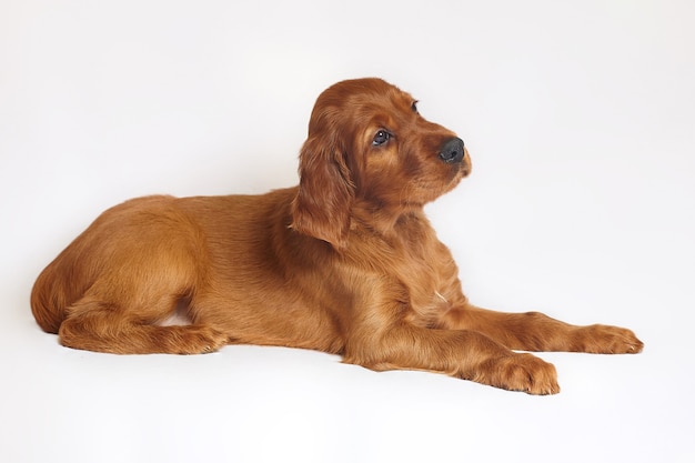 Charmanter Irish Red Setter Welpe von brauner Farbe auf weißem Hintergrund