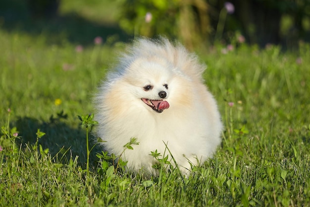 Charmanter junger Hund Spitz von weißer Farbe bei sonnigem Wetter auf grünem Gras