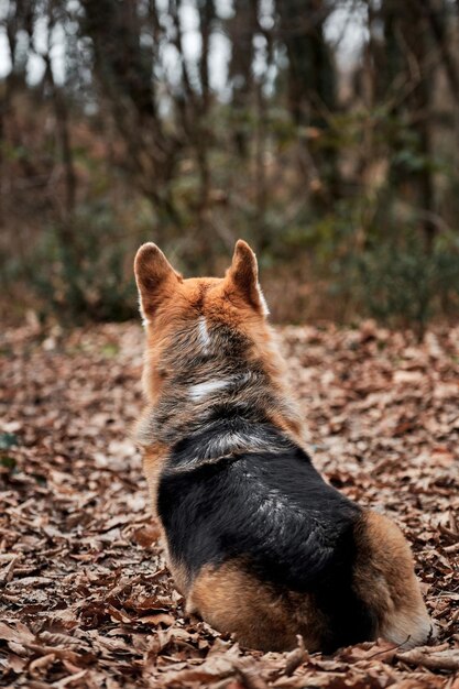 Charmanter kleiner englischer Schäferhund mit abstehenden Ohren sitzt im Wald auf einem Spaziergang mit dem Rücken zugewandt