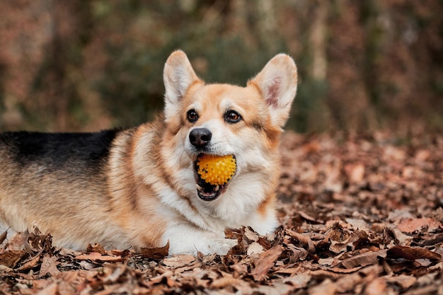 Charmanter kleiner englischer Schäferhund mit hervorstehenden Ohren Pembroke Tricolor Welsh Corgi liegt im Wald