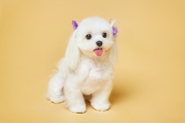 Charmanter kleiner maltesischer Schoßhündchen. Fotoshooting im Studio auf gelbem Hintergrund.