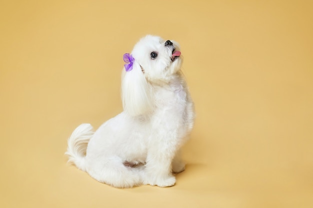 Charmanter kleiner maltesischer Schoßhündchen. Fotoshooting im Studio auf gelbem Hintergrund.