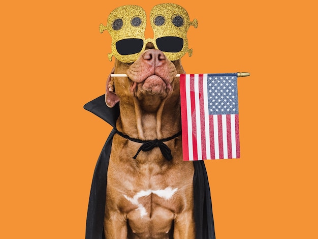 Charmanter liebenswerter brauner Hund mit amerikanischer Flagge