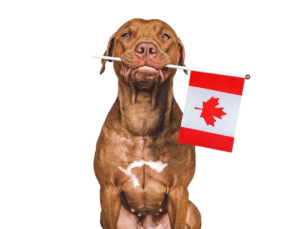 Charmanter liebenswerter brauner Welpe und kanadische Flagge