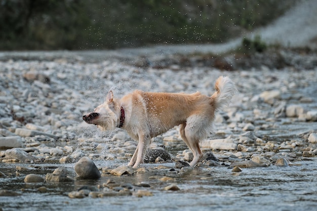 Charmanter Mischlingshund geht am warmen Sommerabend am Fluss entlang