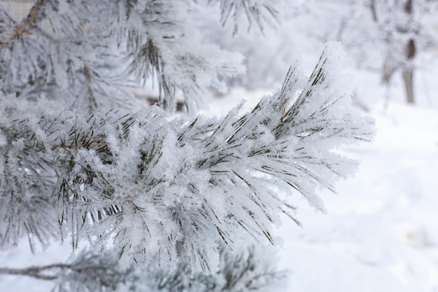 Charmanter natürlicher Hintergrund aus Tannenzweigen, die mit etwas Schnee bedeckt sind, mit Bäumen und schneebedecktem Boden im Hintergrund Erstaunlicher Winter mit sehr niedrigen Temperaturen Wetter, das Ihre Augen erfreut