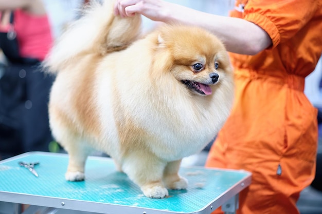 Charmanter Pomeranian in einem Gestell auf dem Tisch während der Pflege Der Hund wird nach den richtigen Linien nach Rasse getrimmt