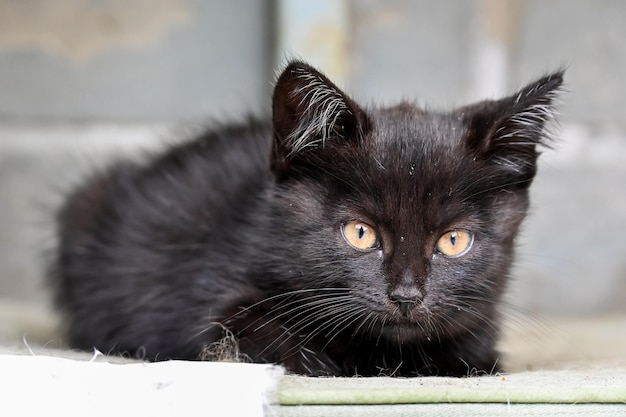 Charmantes kleines flauschiges Kätzchen spielt im Hof eines Dorfhauses