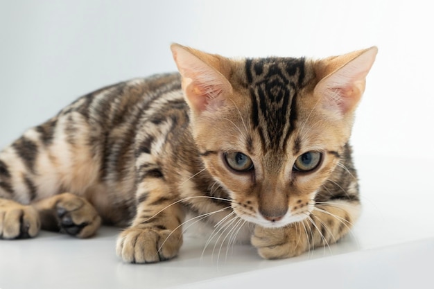 charmoso gato de bengala posando em um estúdio fotográfico