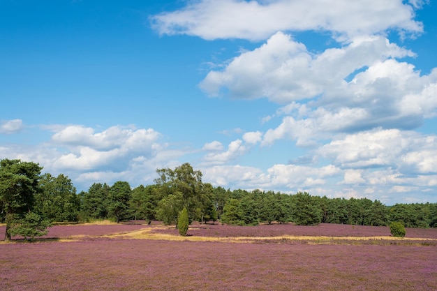 Charneca com urze comum de floração (Calluna vulgaris) e um carvalho em Lueneburg Heath (Lueneburger Heide) na Baixa Saxônia, Alemanha. HDR