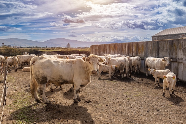 Charolais-Rinder, Kühe und Kälber