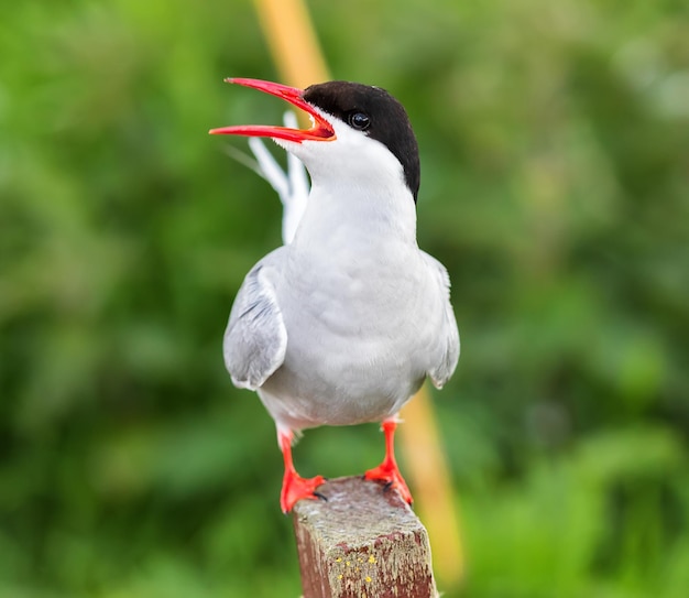 El charrán ártico cerca de Escocia, Reino Unido