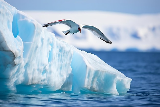 El charrán ártico se lanza hacia un iceberg. Impresionante momento de vida silvestre