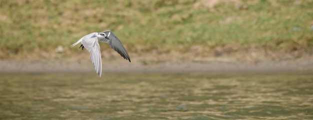 El charrán bigotudo atrapa un pez pequeño en el río y se va volando