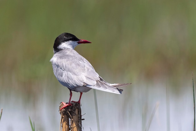 Foto el charrán bigotudo chlidonias hybrida málaga españa