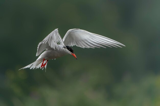 Charrán común (Sterna hirundo) en vuelo.