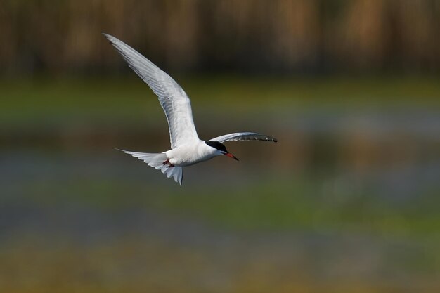 Charrán común sterna hirundo