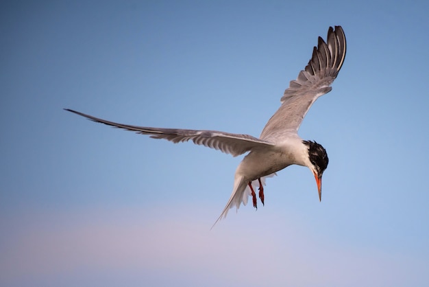 Charrán común en vuelo Sterna hirundo