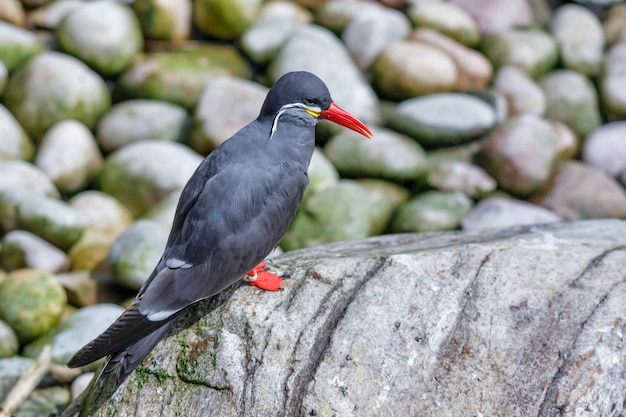 Charrán Inca (Larosterna inca)