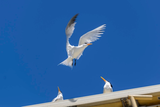 Charrán real Ave marina volando Gaviota en el cielo