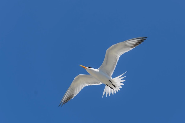 Charrán real Ave marina volando Gaviota en el cielo