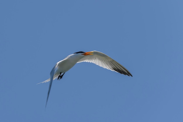 Charrán real Ave marina volando Gaviota en el cielo