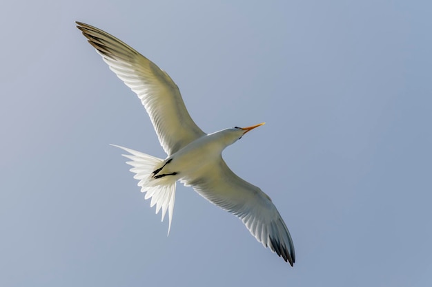 Charrán real Ave marina volando Gaviota en el cielo