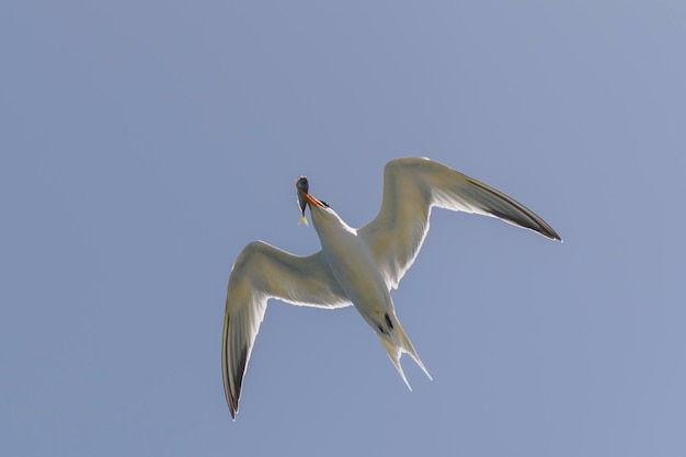 Charrán real Ave marina volando Gaviota en el cielo