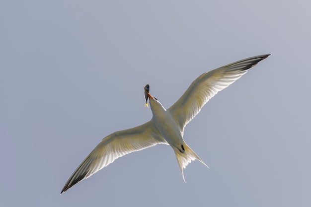 Charrán real Ave marina volando Gaviota en el cielo