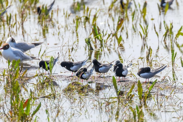 Charranes Aliblancos Descansando Entre Gaviotas