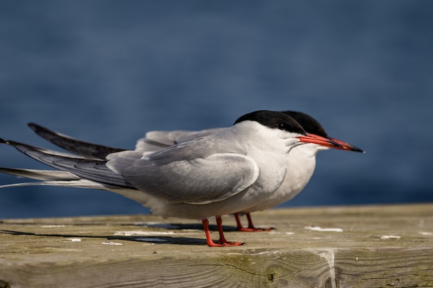 Charranes comunes Sterna hirundo sentado con fondo azul del mar