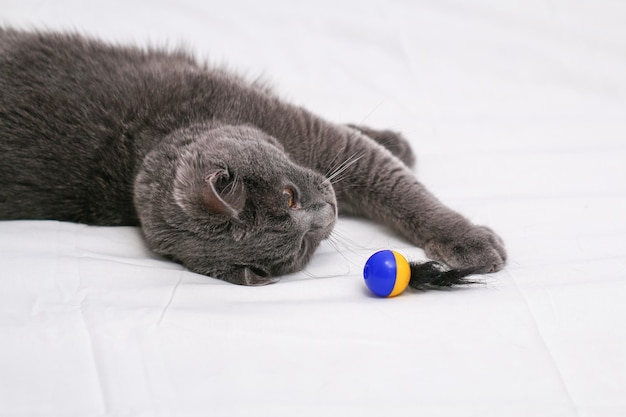 Chartreuse cat juega con un hombre una pelota y un palo juegos sencillos para gatos