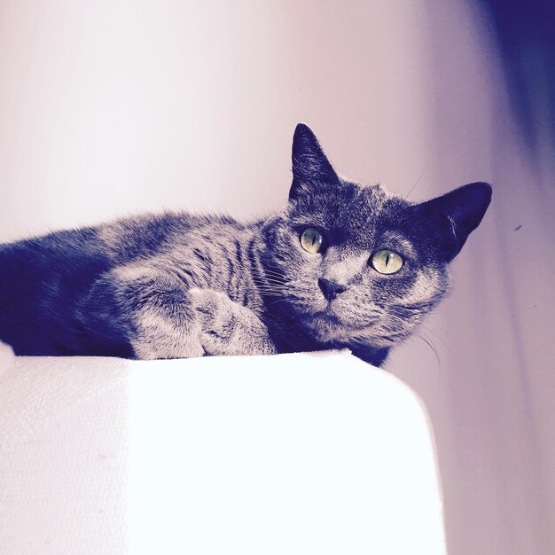 Foto chartreux descansando no sofá em casa