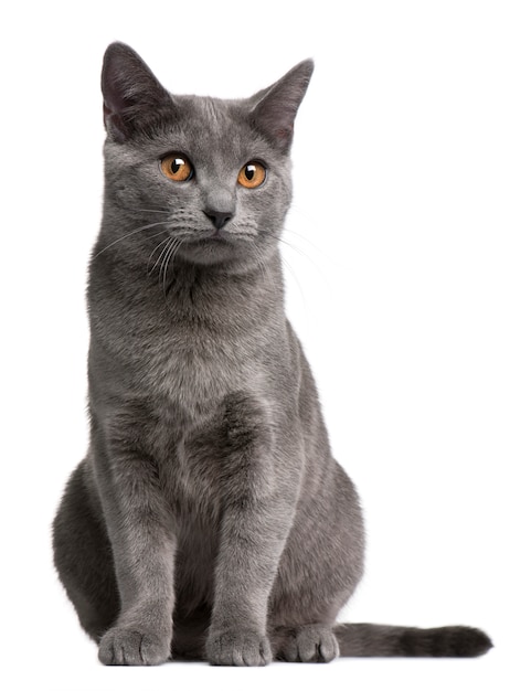 Chartreux Kätzchen, 5 Monate alt,