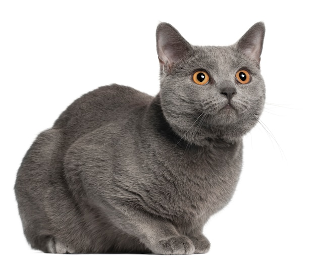 Chartreux Katze, 10 Monate alt