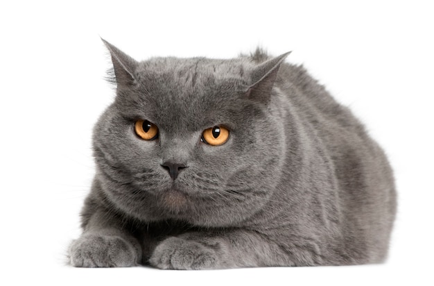 Chartreux